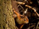Red Squirrel