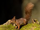 Red Squirrel