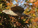 Goshawk