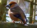 Hawfinch