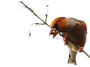 Hawfinch