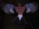 Jay