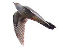 Cuckoo