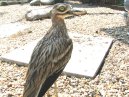 A Curlew