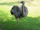 Emu