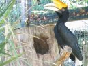 A Hornbill