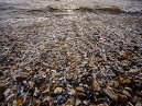 Pebbles