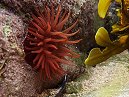 Sea Anenomae