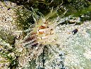 Sea Anenomae
