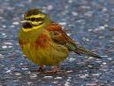 Cirl Bunting