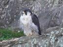 Peregrine