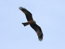 Black Kite