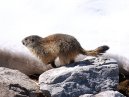 Marmot