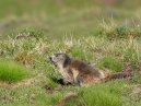 Marmot