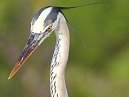 Heron