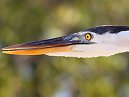 Heron