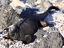 Marine Iguana
