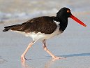 Oyster Catcher
