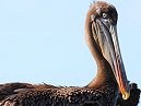 Pelican