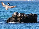 Pelican