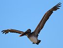 Pelican