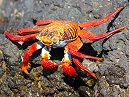 SLCrab