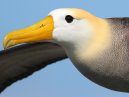 Albatross