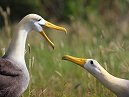 Albatross