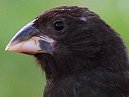 Cactus Finch