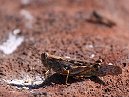 Cricket