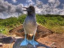 HDR Boobie