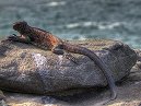 HDR Iguana