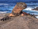HDR Iguana
