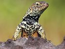 Lava Lizard