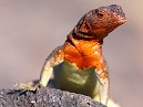 Lava Lizard