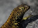 Lava Lizard