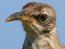 Mocking Bird