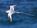 Red Billed Tropic Bird