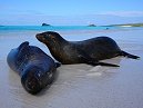 SeaLion