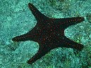 Starfish