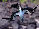 Blue Footed Boobie