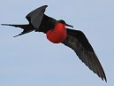 Frigate Bird