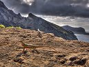 HDR Lizards