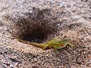 Lava Lizard