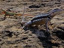 Lava Lizards