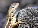 Lava Lizards
