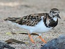 Ruddy Turnstone