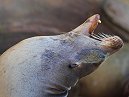 SeaLion