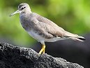 Wandering Tattler
