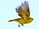 Yellow Warbler